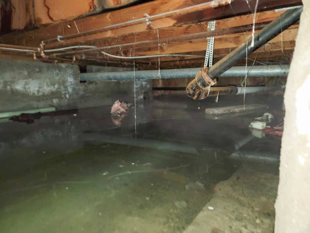 Best Water damage cleanup near me  in Phoenixville, PA