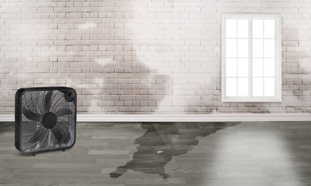 Best Carpet water damage restoration  in Phoenixville, PA